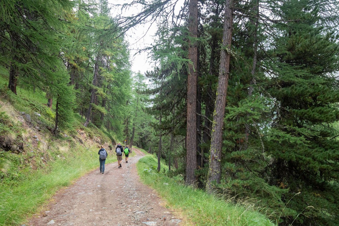 Forest Trail to Arolla
