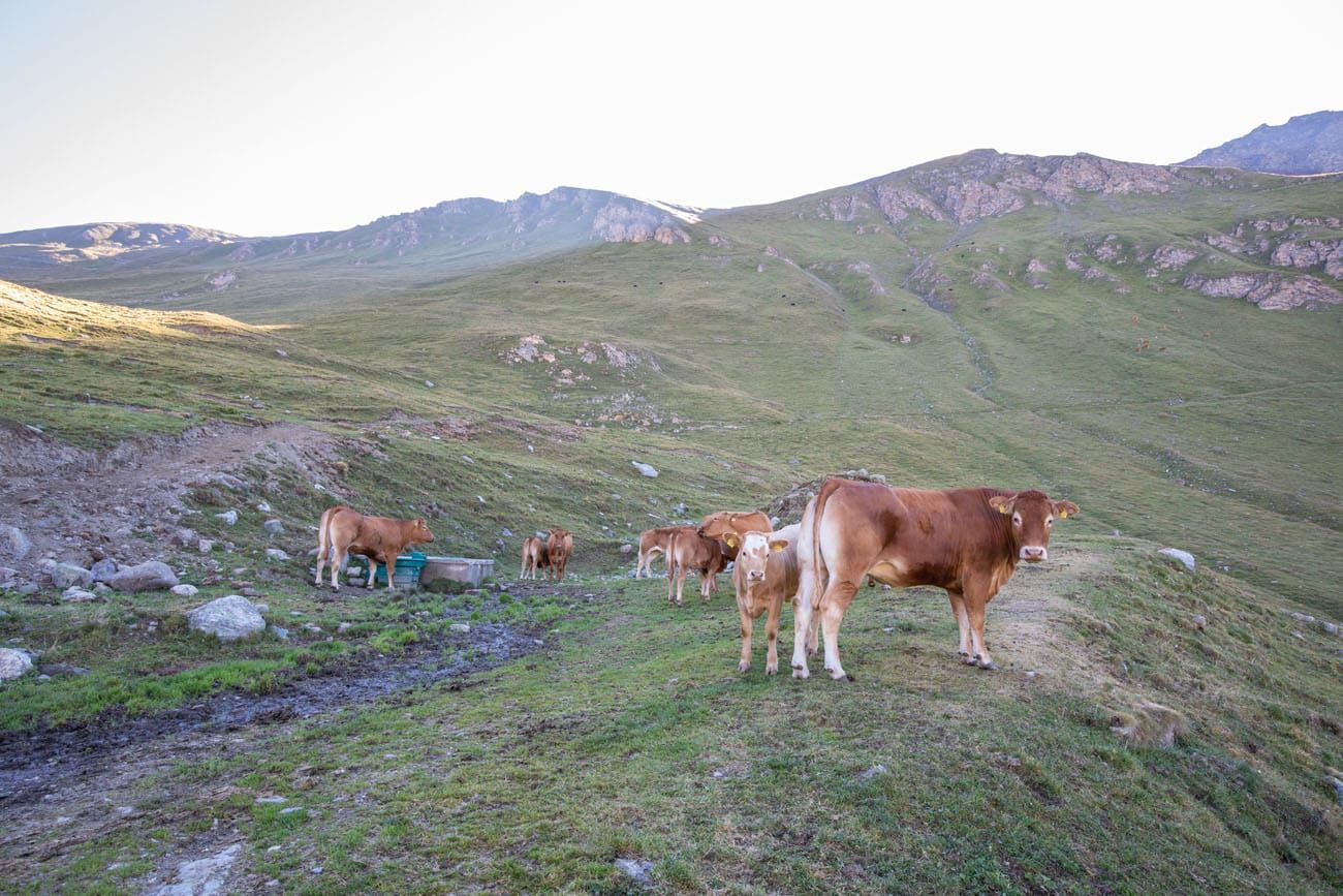Haute Route Stage 10 Cows