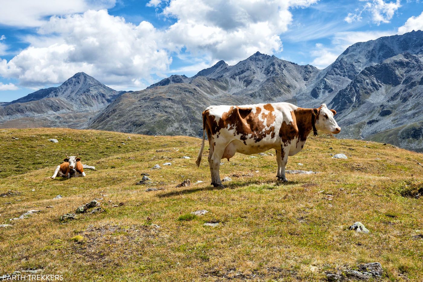 Haute Route Stage 11 Cow