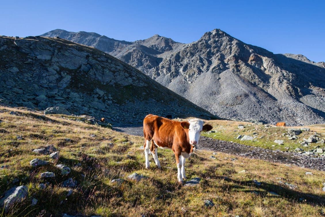 Walker's Haute Route Stage 12: Gruben To Augstbordpass To St. Niklaus ...