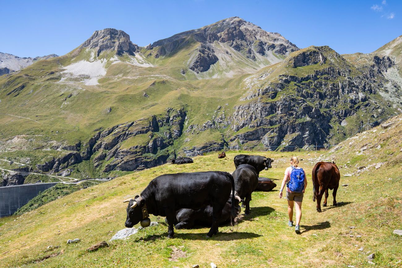 Haute Route Stage 9 Cows