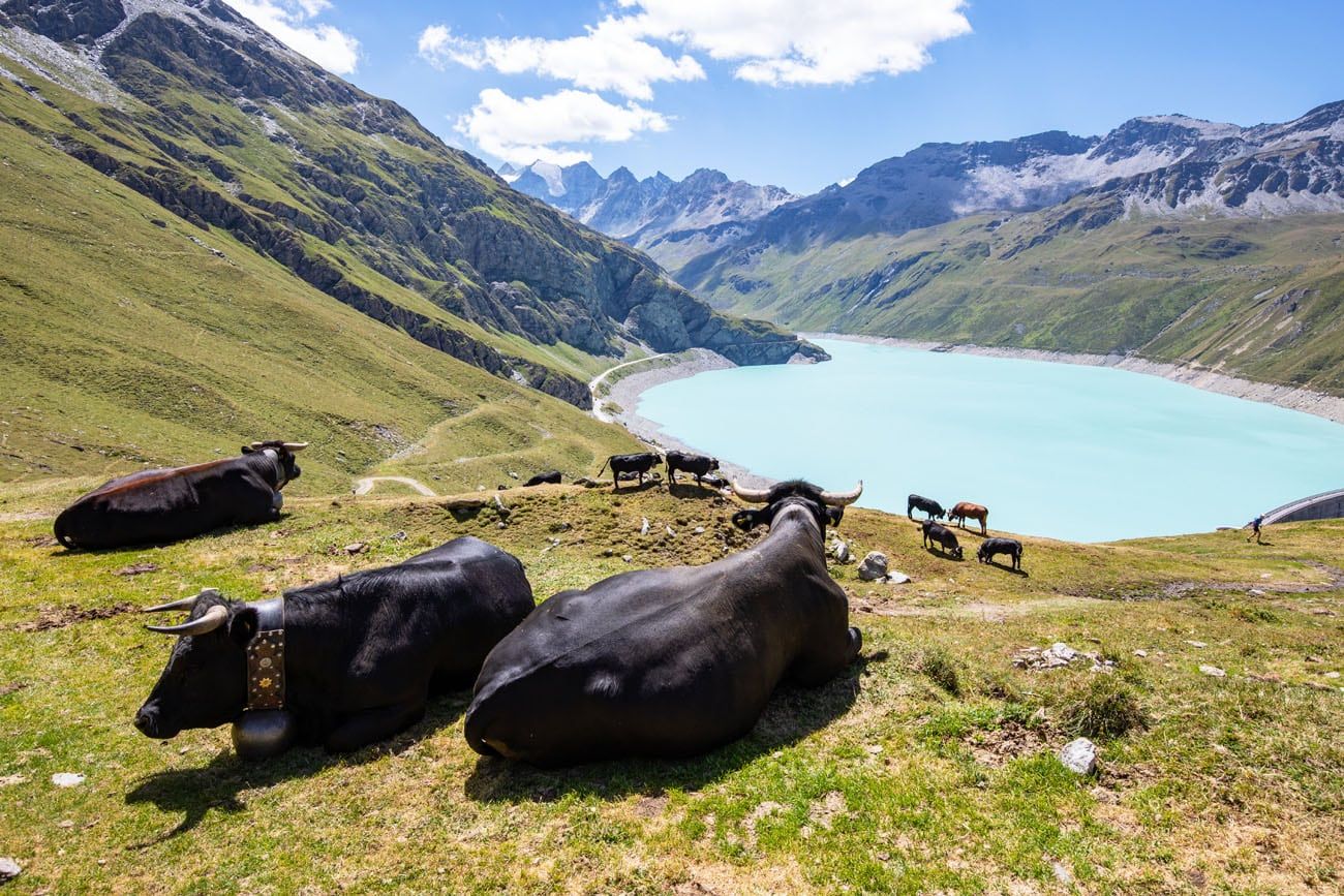Lac de Moiry Cows
