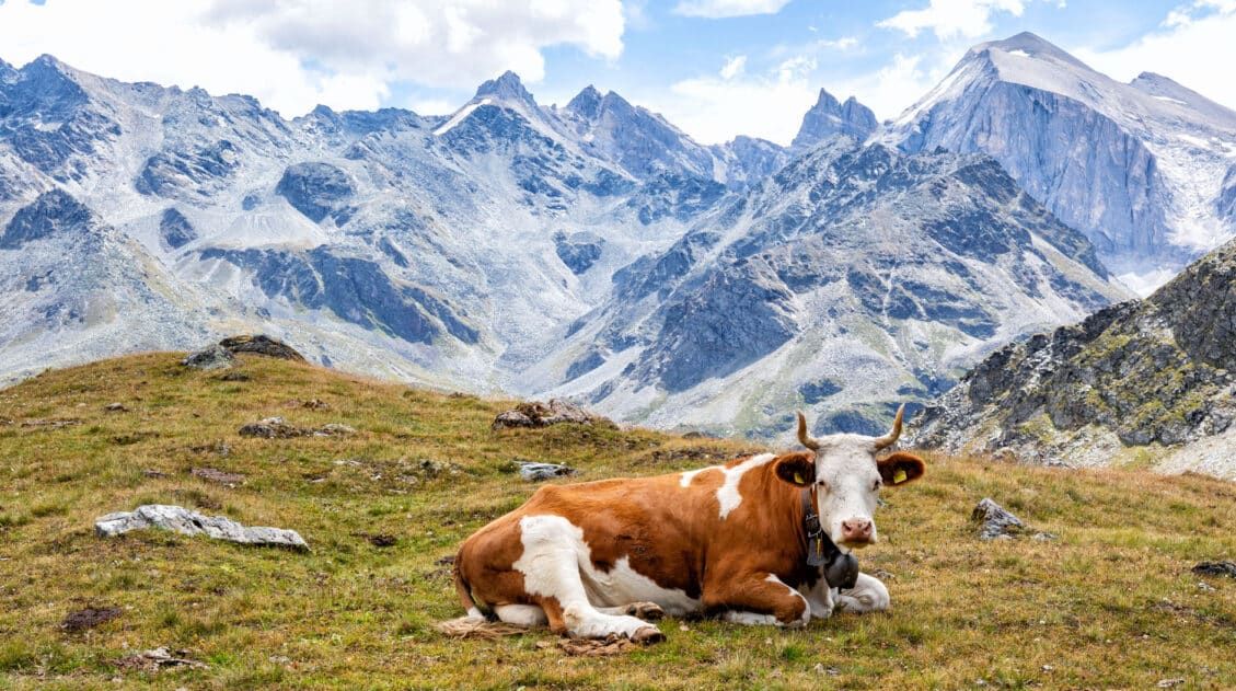 Walkers Haute Route and a Cow