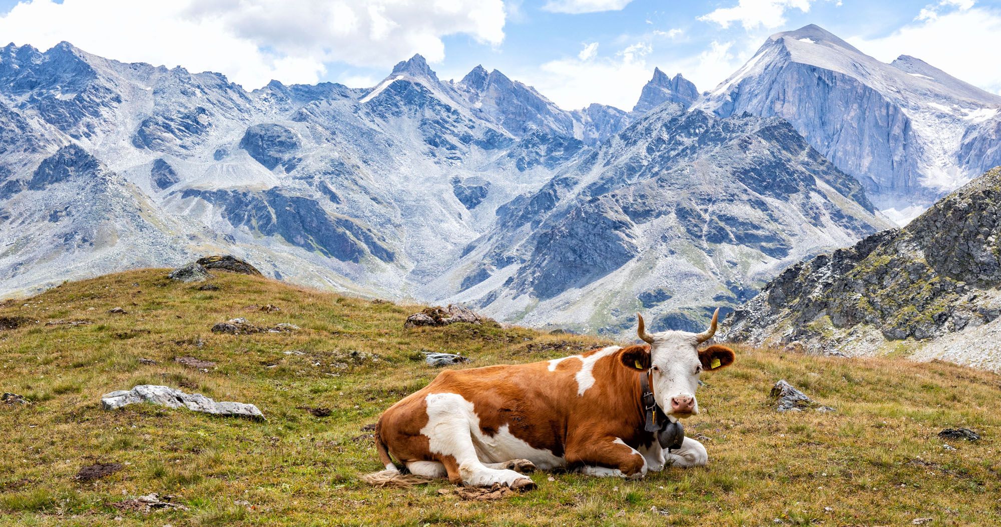 Walkers Haute Route and a Cow