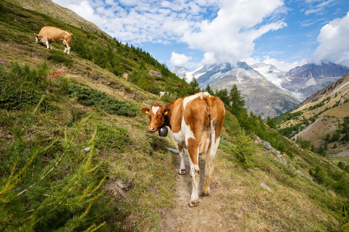 Cows on the Trail