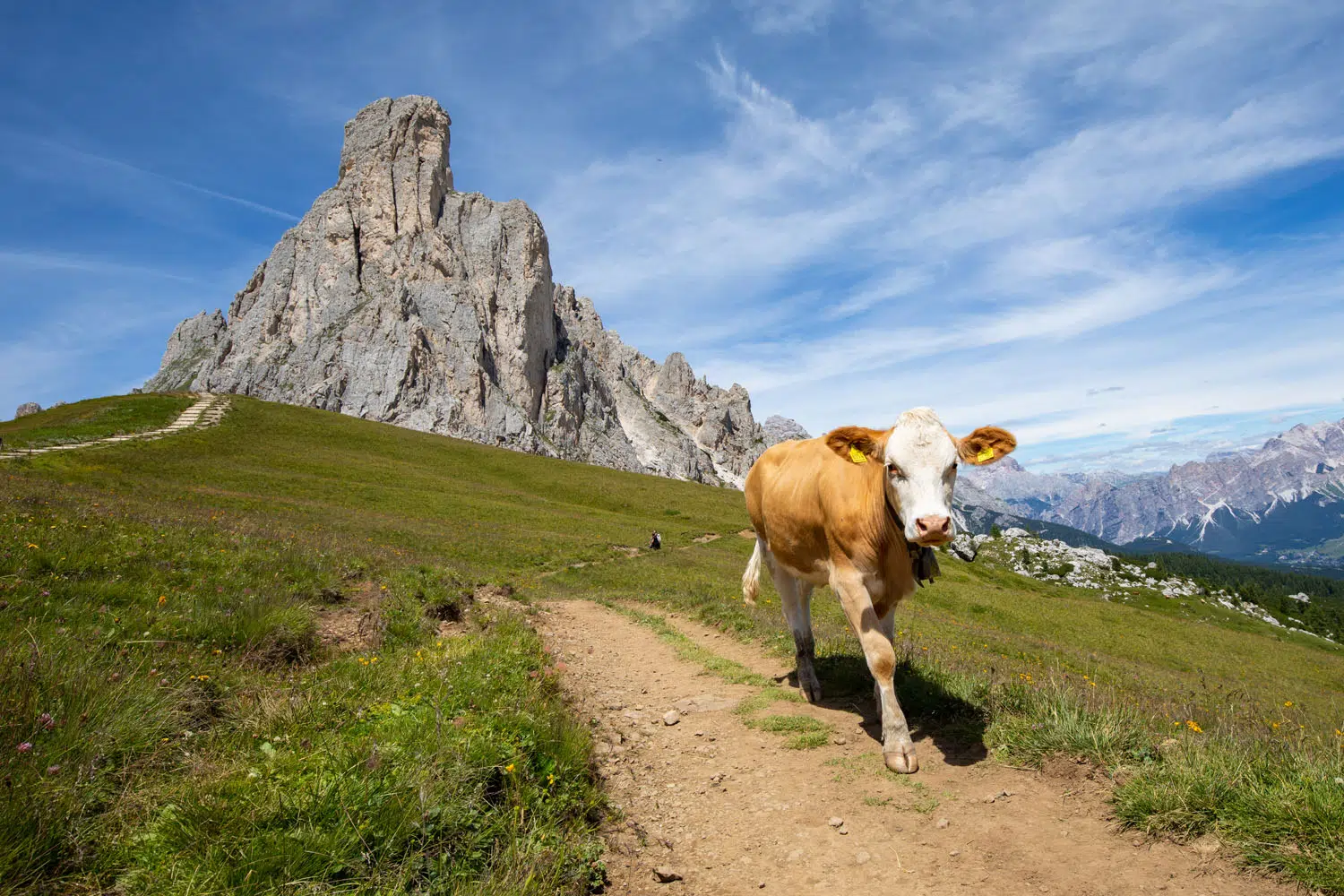 Photo of a cow at Passo Giau