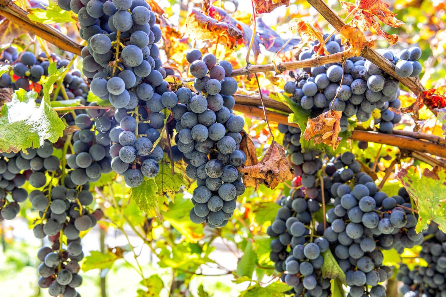 Grapes | Amalfi Coast in October