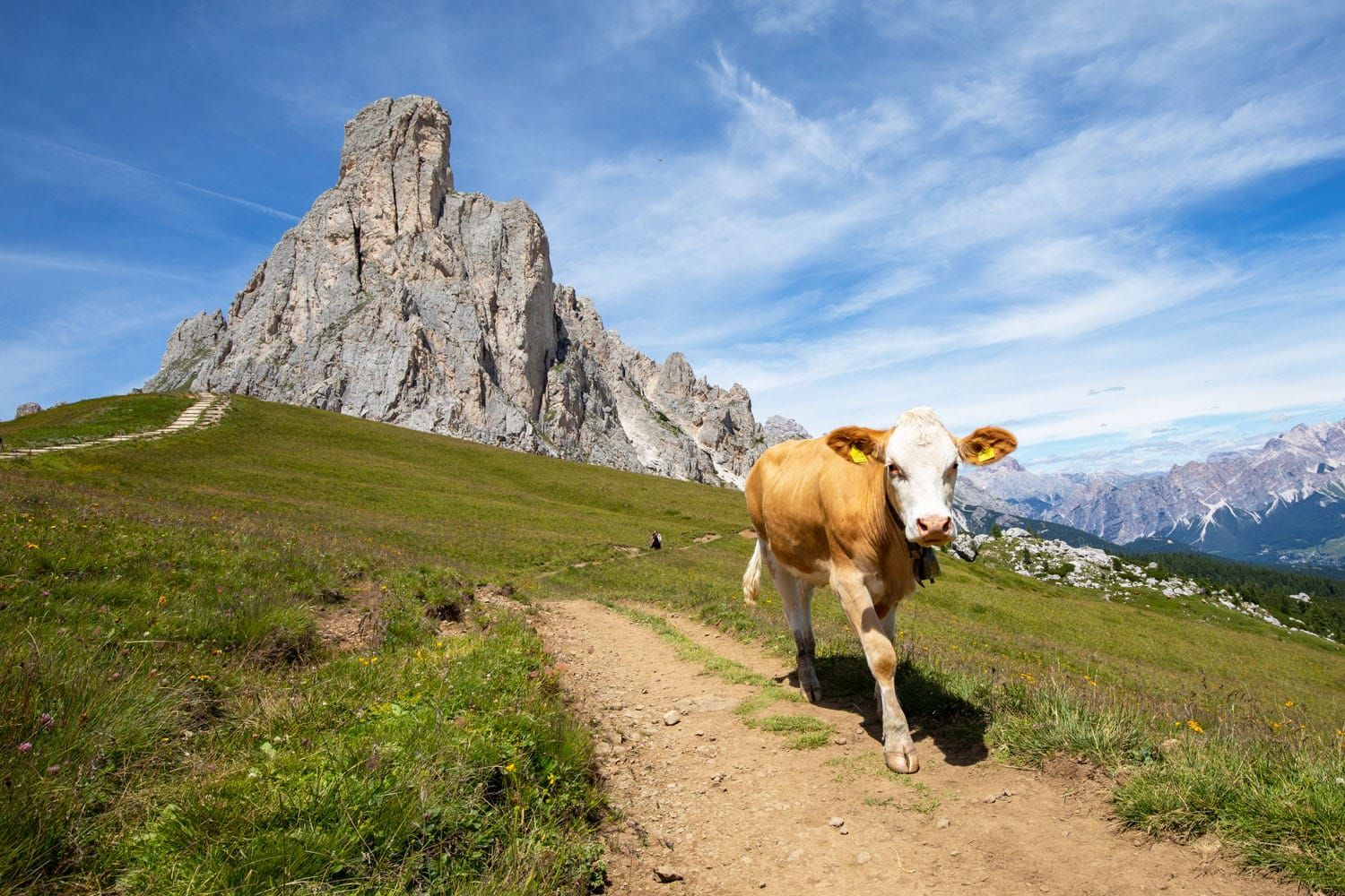 Dolomites Cow