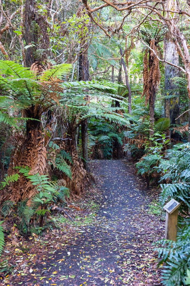 Living Forest Walkway | Southern Scenic Route