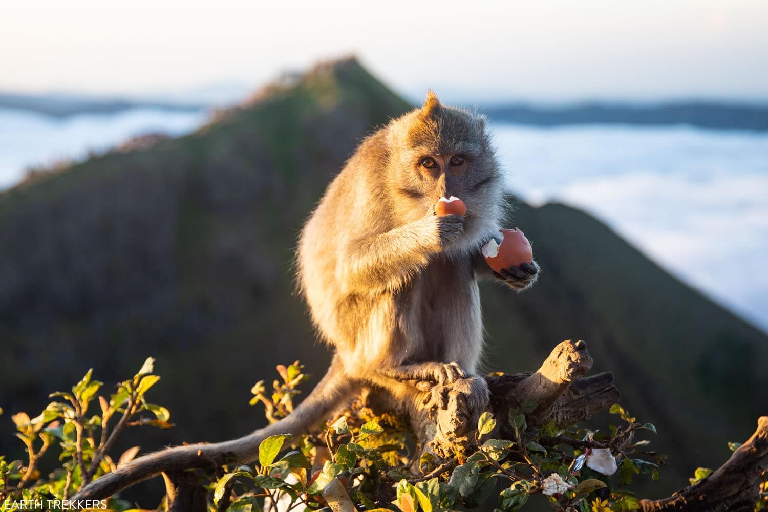 Mount Batur Monkey