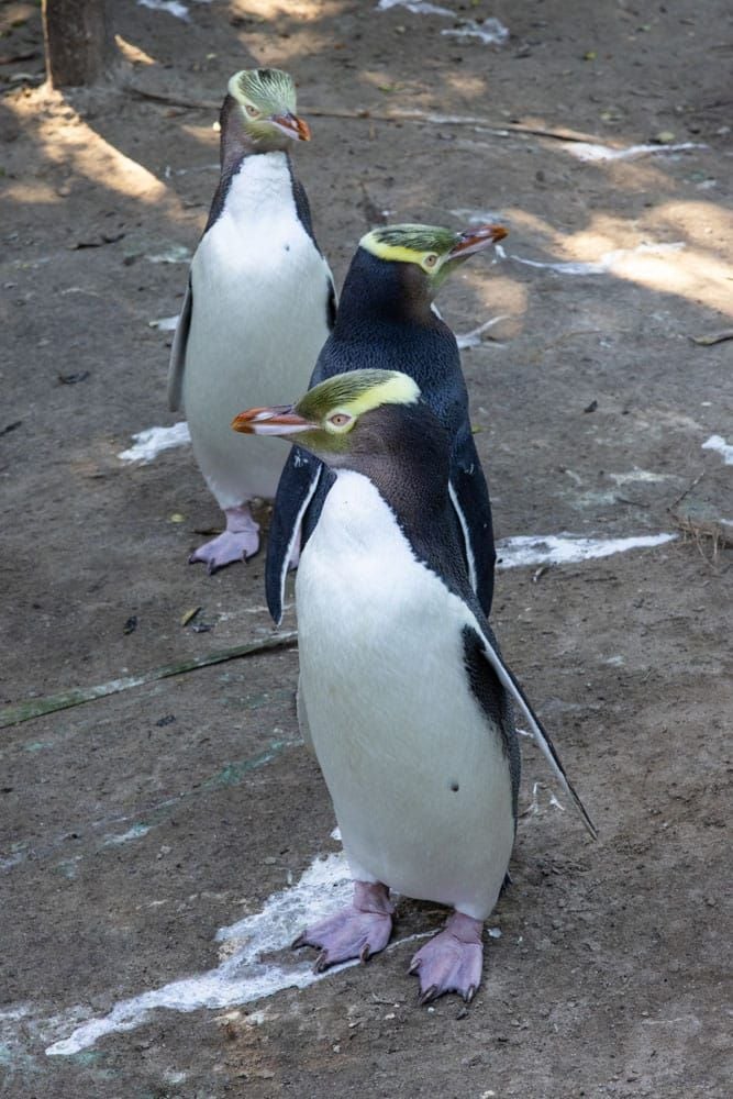 Yellow Eyed Penguins