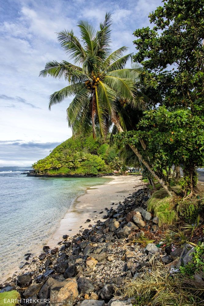 American Samoa Palm Tree