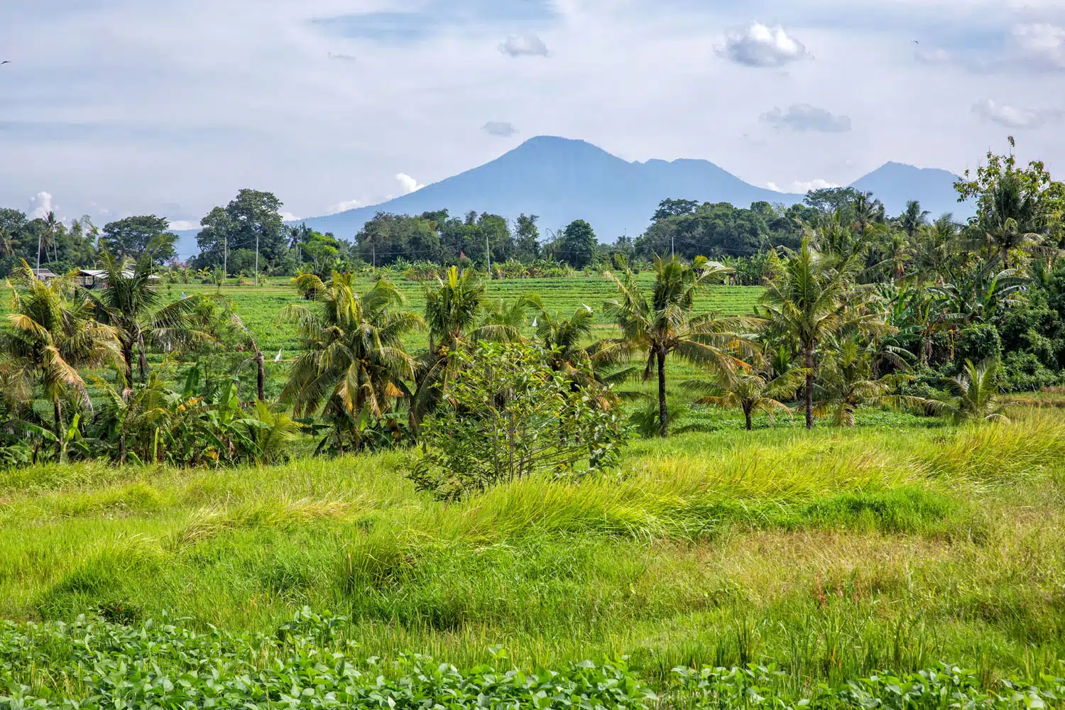 Bali Coffee Plantation
