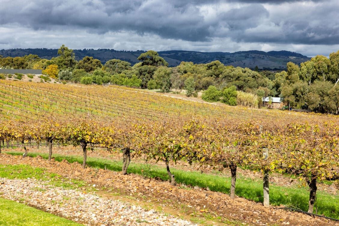Wine Tasting in Barossa Valley 13 Outstanding Wineries to Visit Earth Trekkers