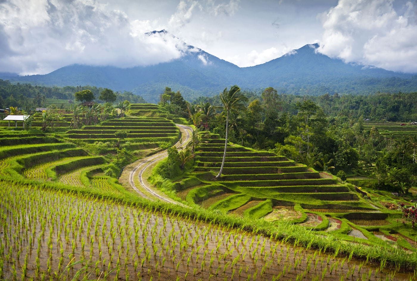 Jatiluwih Rice Terraces | 7 Day Bali Itinerary