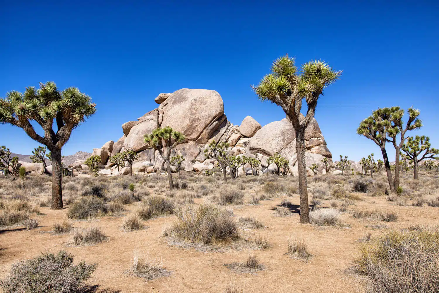 Joshua Trees Photo