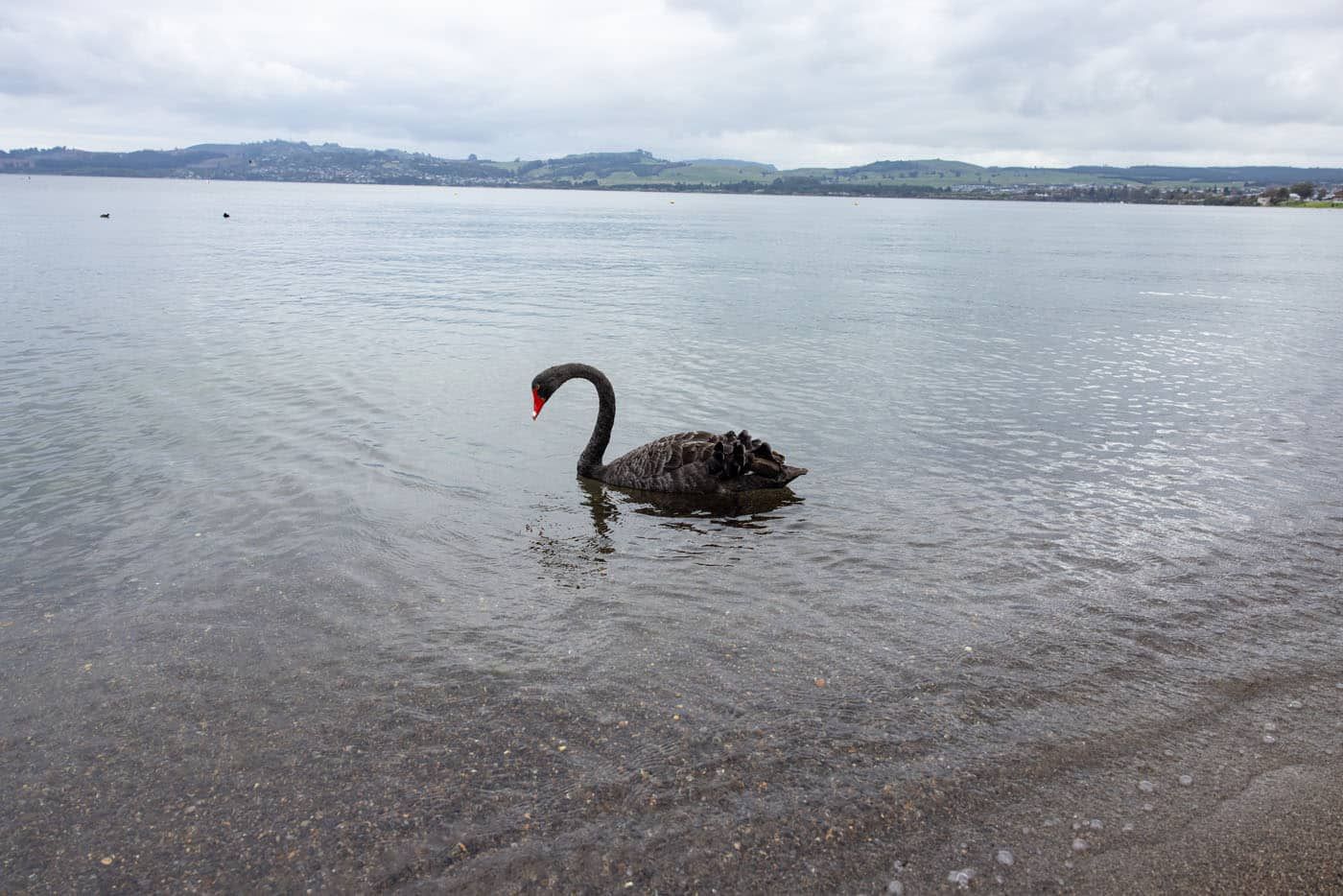 Lake Taupo Black Swan
