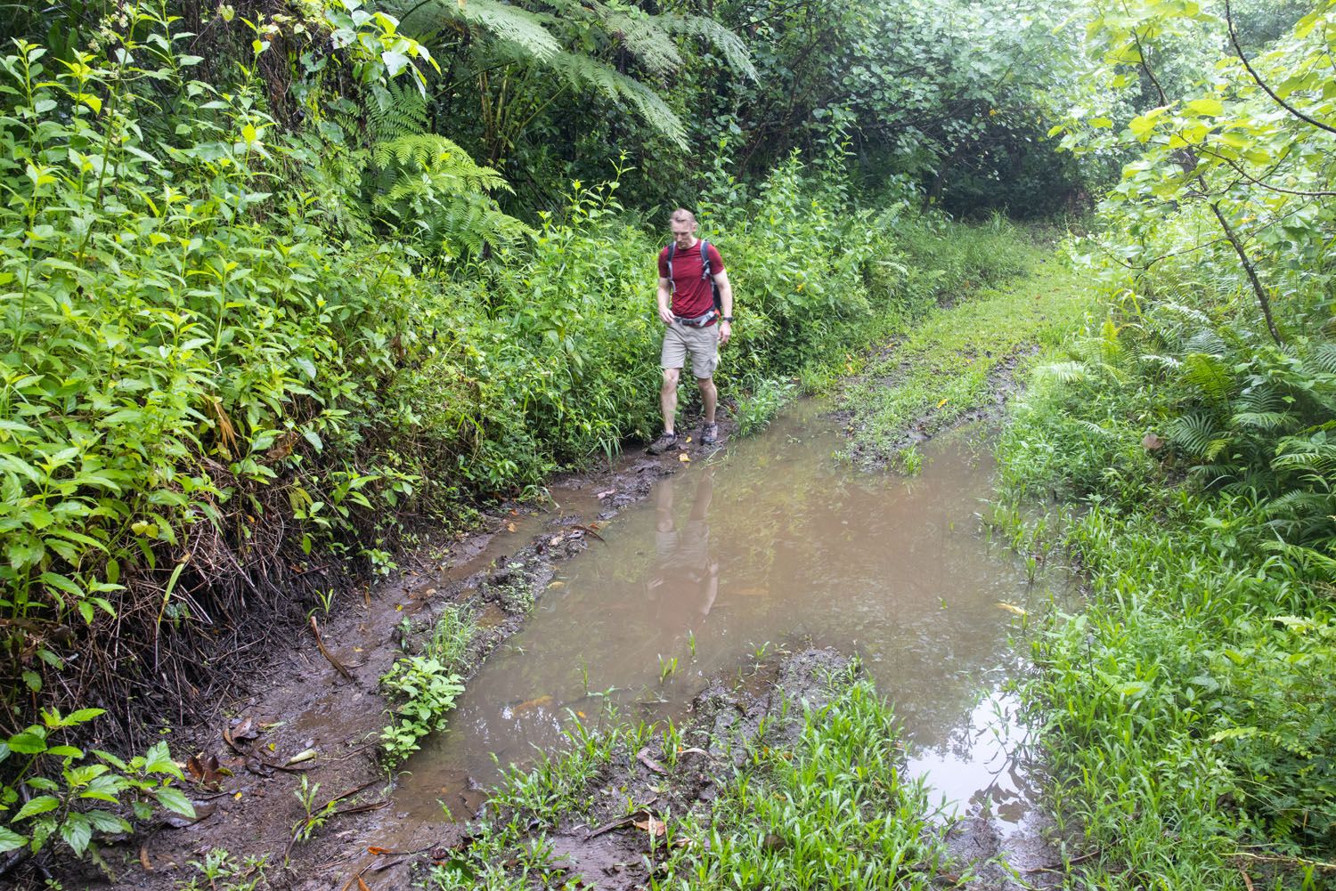 Mount Alava Trail in the Rain