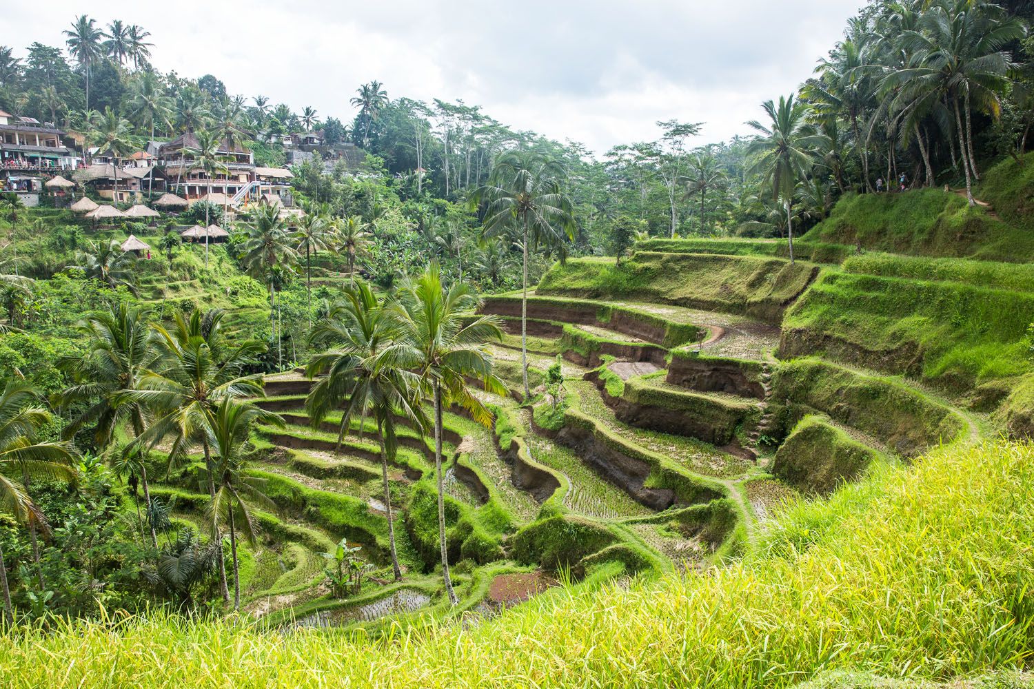 Tegalalang Rice Terraces | Best Things to Do in Bali