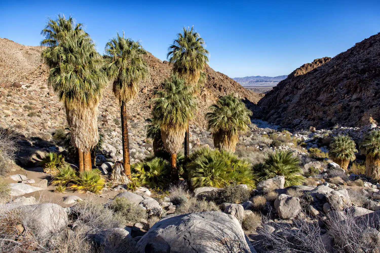 Twentynine Palms Oasis