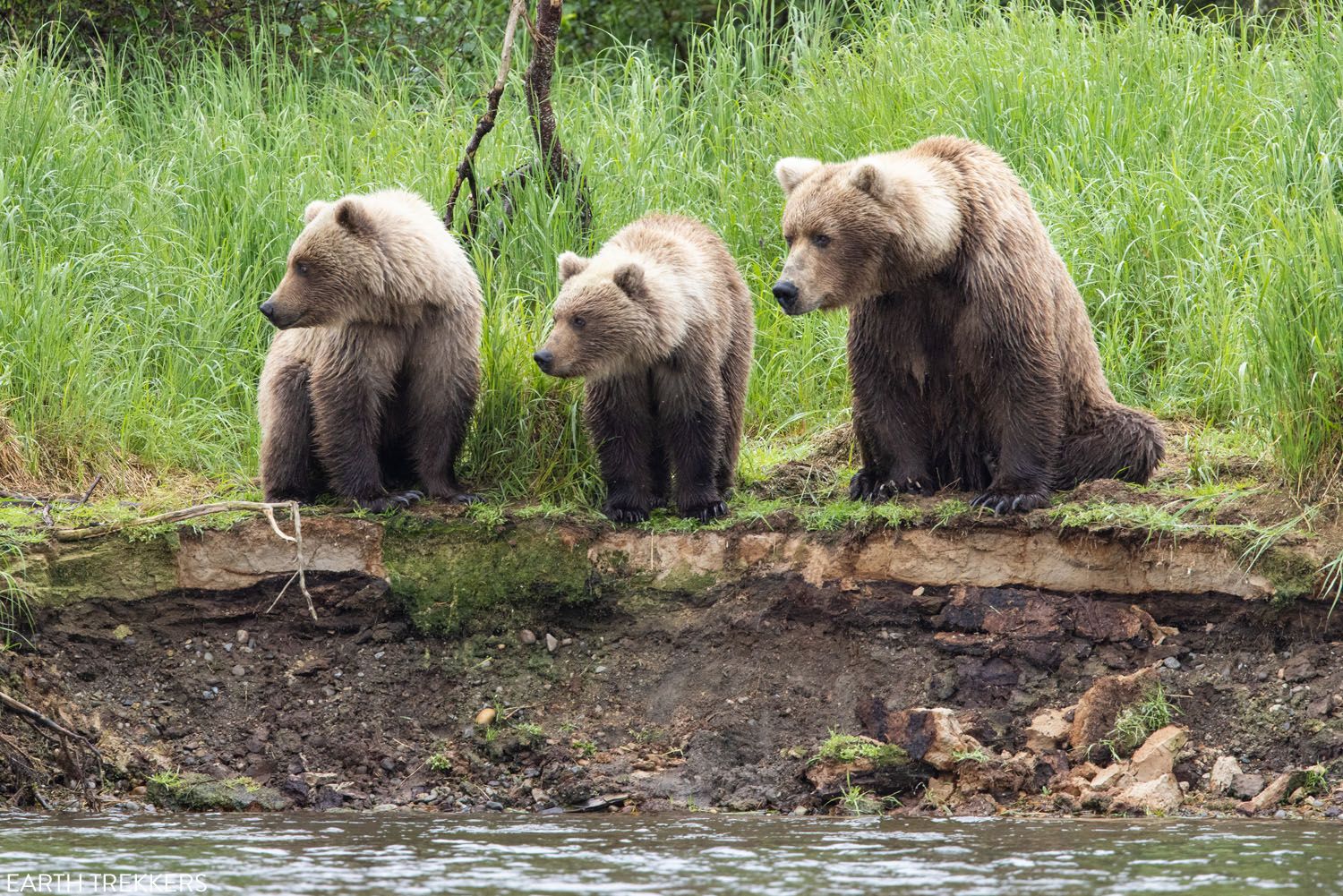 Bear Family Katmai