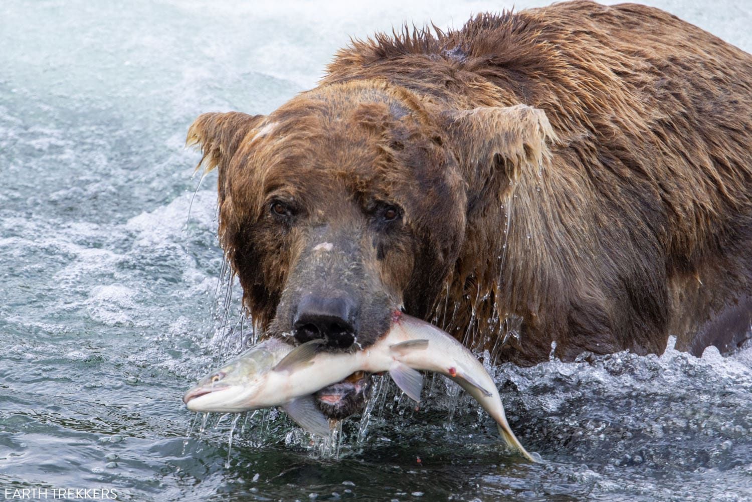 Bear with Salmon Katmai National Park