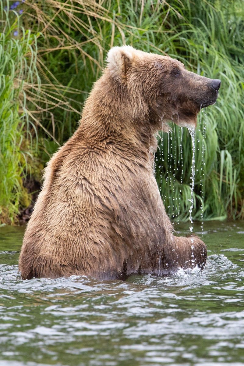 Bear with Wet Face