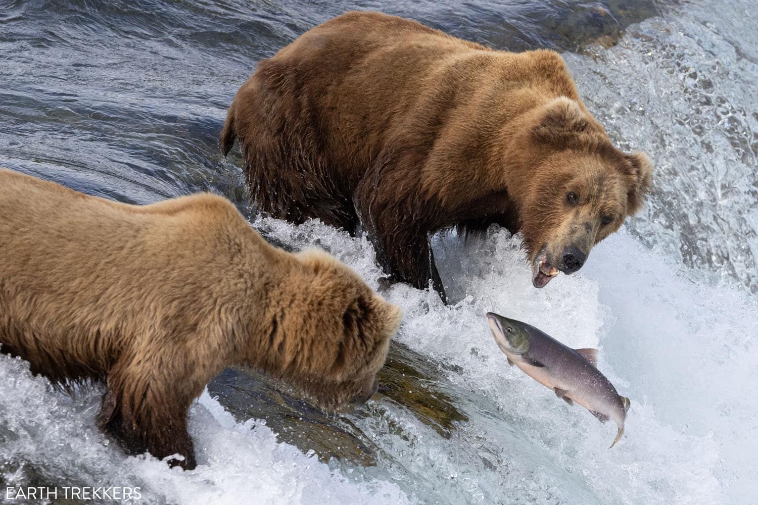 Brown Bear Cam - Brooks Falls in Katmai National Park