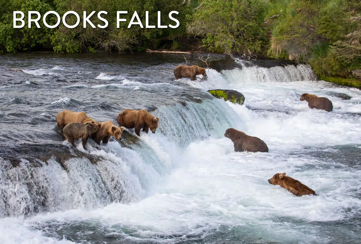 Brooks Falls Katmai National Park Photo