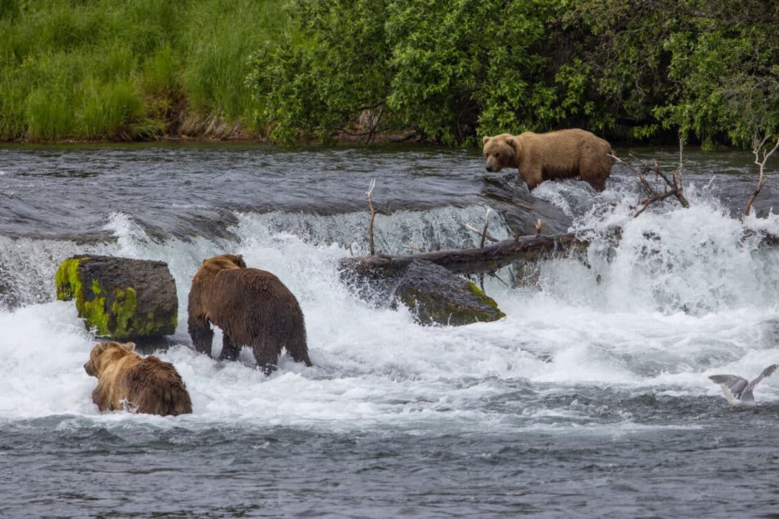 Complete Guide to Brooks Falls Trail & Viewing Platforms | Katmai ...