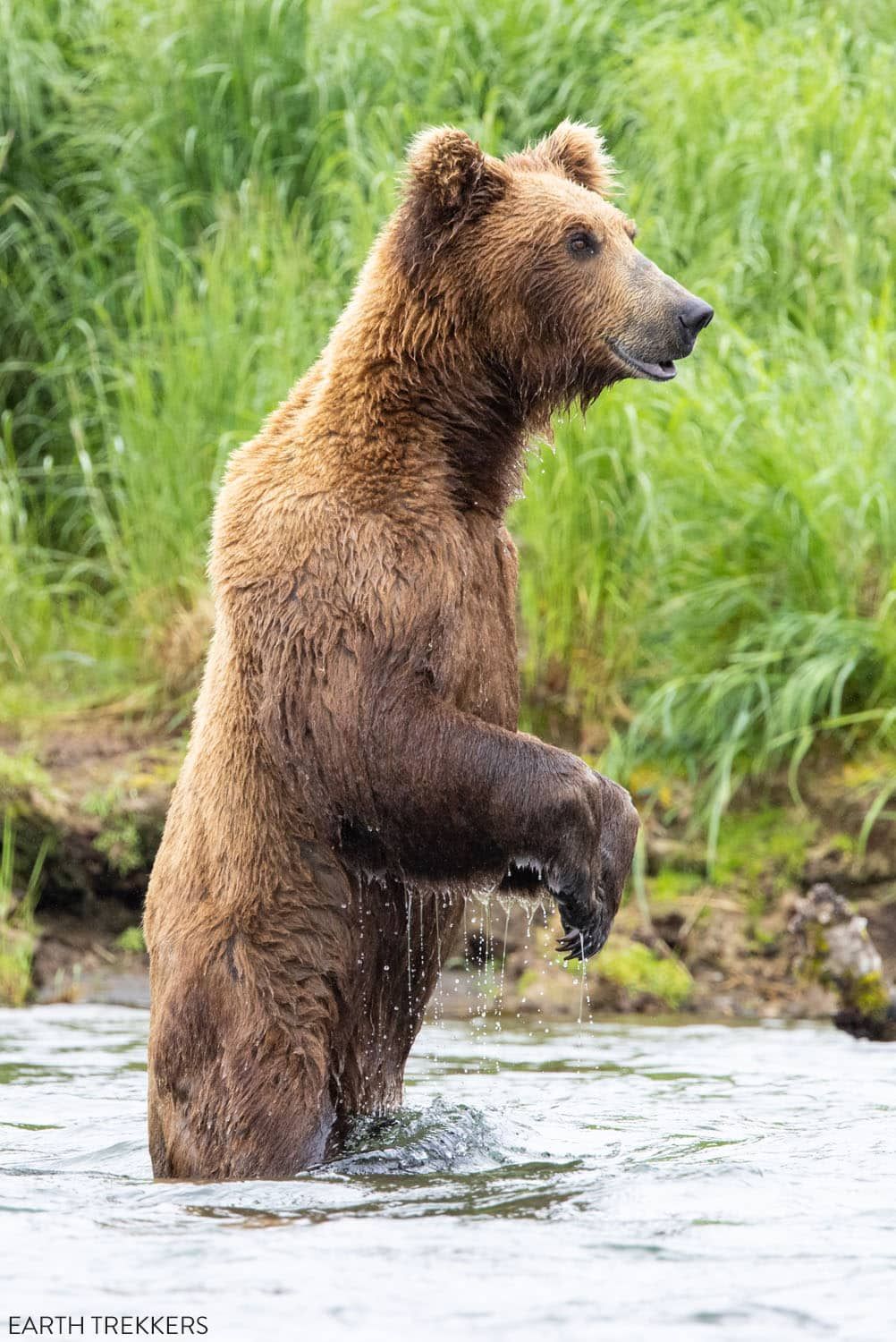 Brown Bear Katmai Alaska