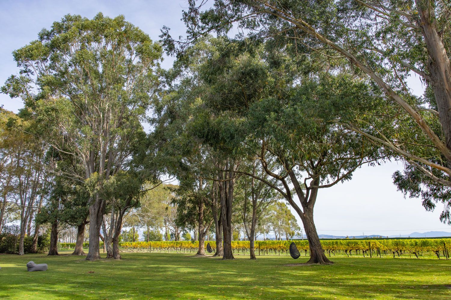 Visit Cloudy Bay Vineyards in New Zealand