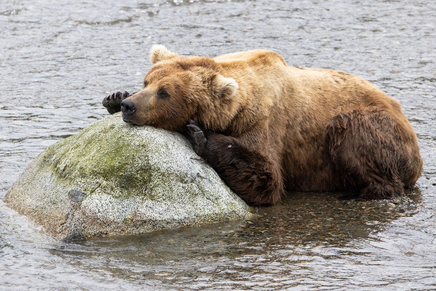 Katmai Brown Bear Photo