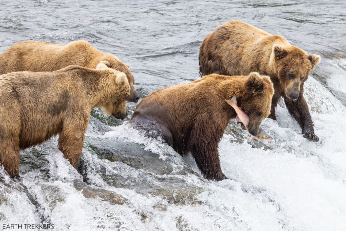 Complete Guide to Brooks Falls Trail & Viewing Platforms | Katmai ...