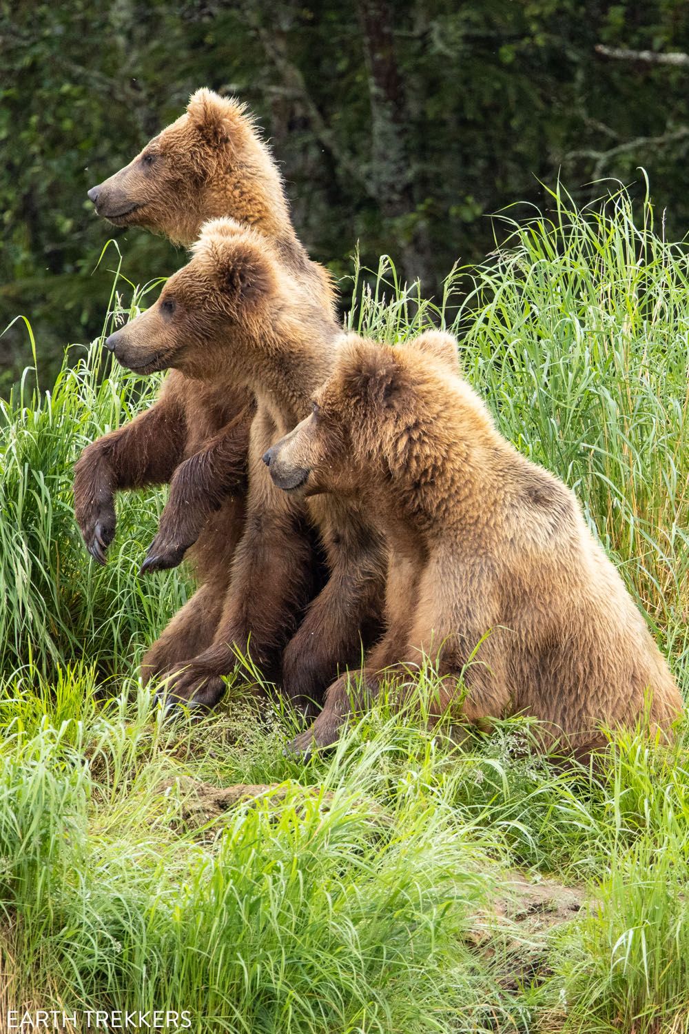 Katmai National Park Bear Family