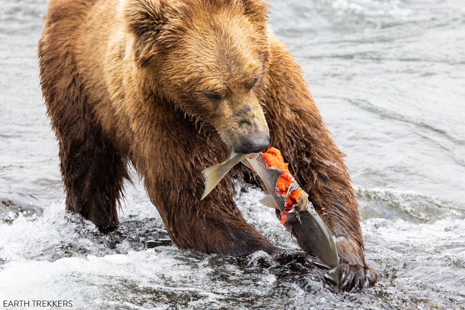 Katmai National Park Bear Salmon