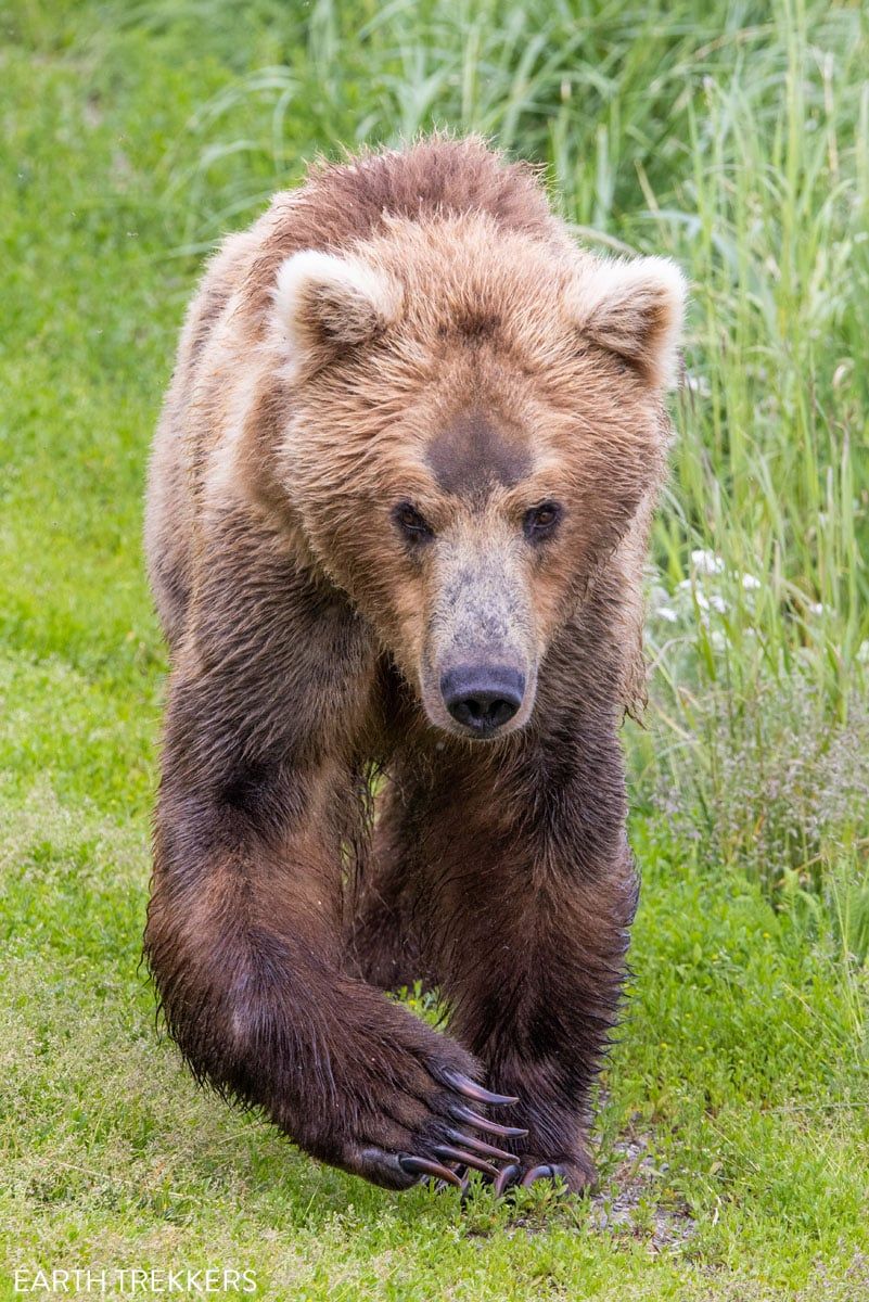 Katmai National Park Bear Walking