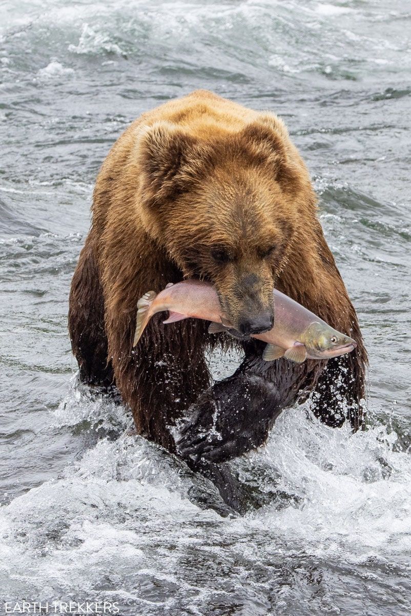 Katmai National Park Bear
