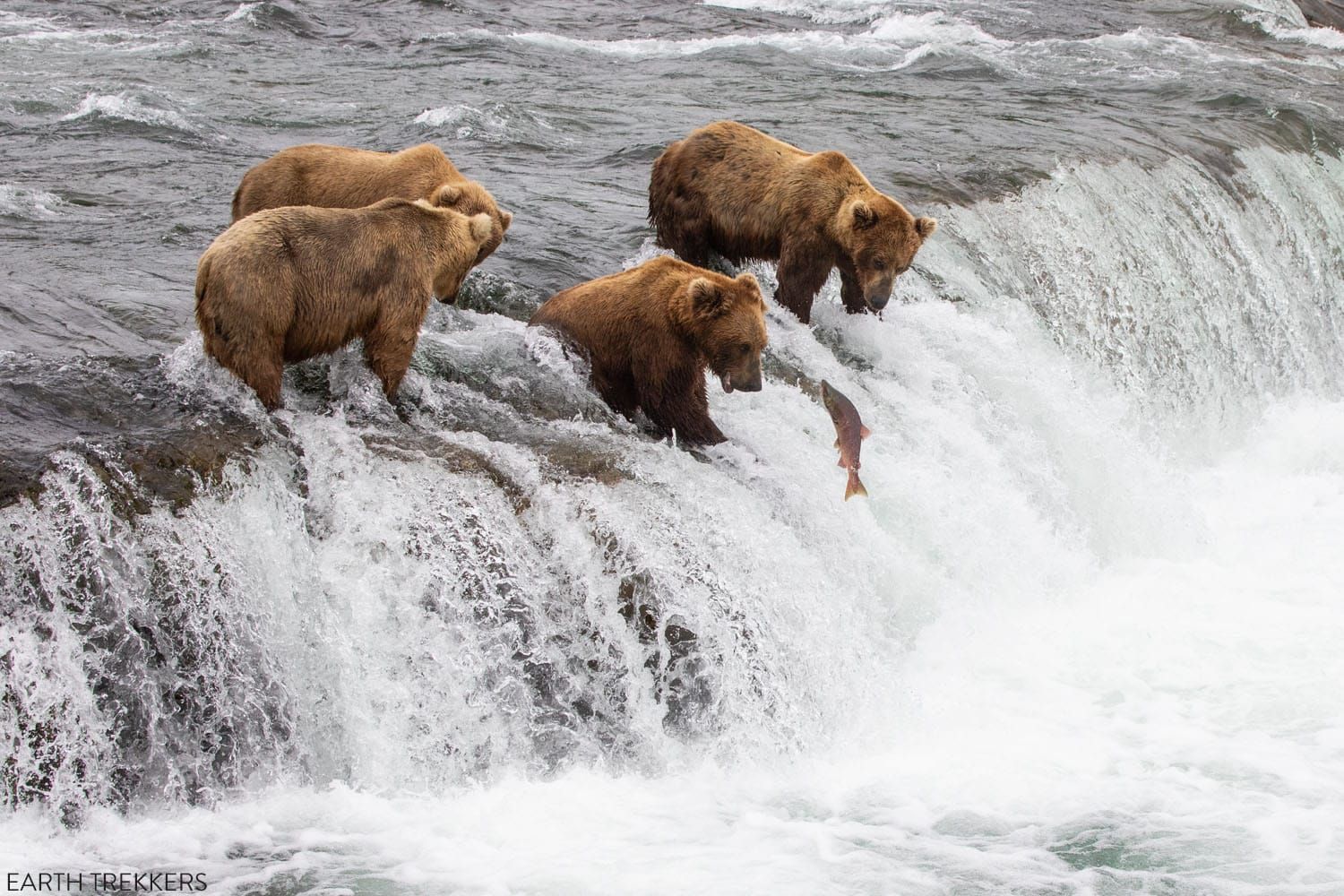 Brown Bear Cam - Brooks Falls in Katmai National Park