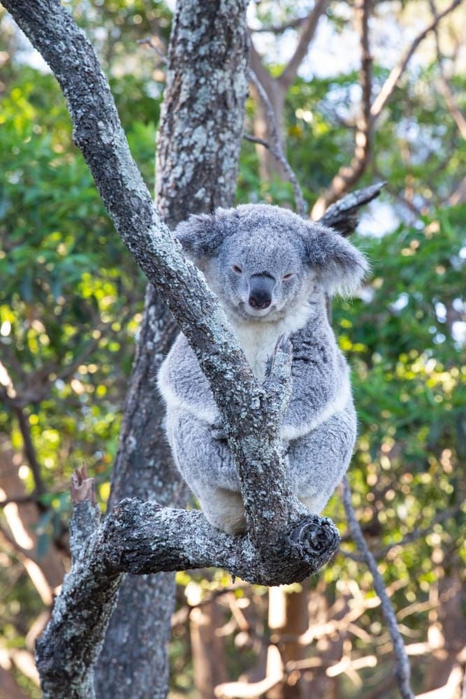 Koala at Taronga Zoo