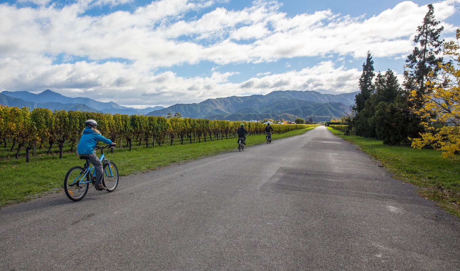 Marlborough Wine Region by Bike