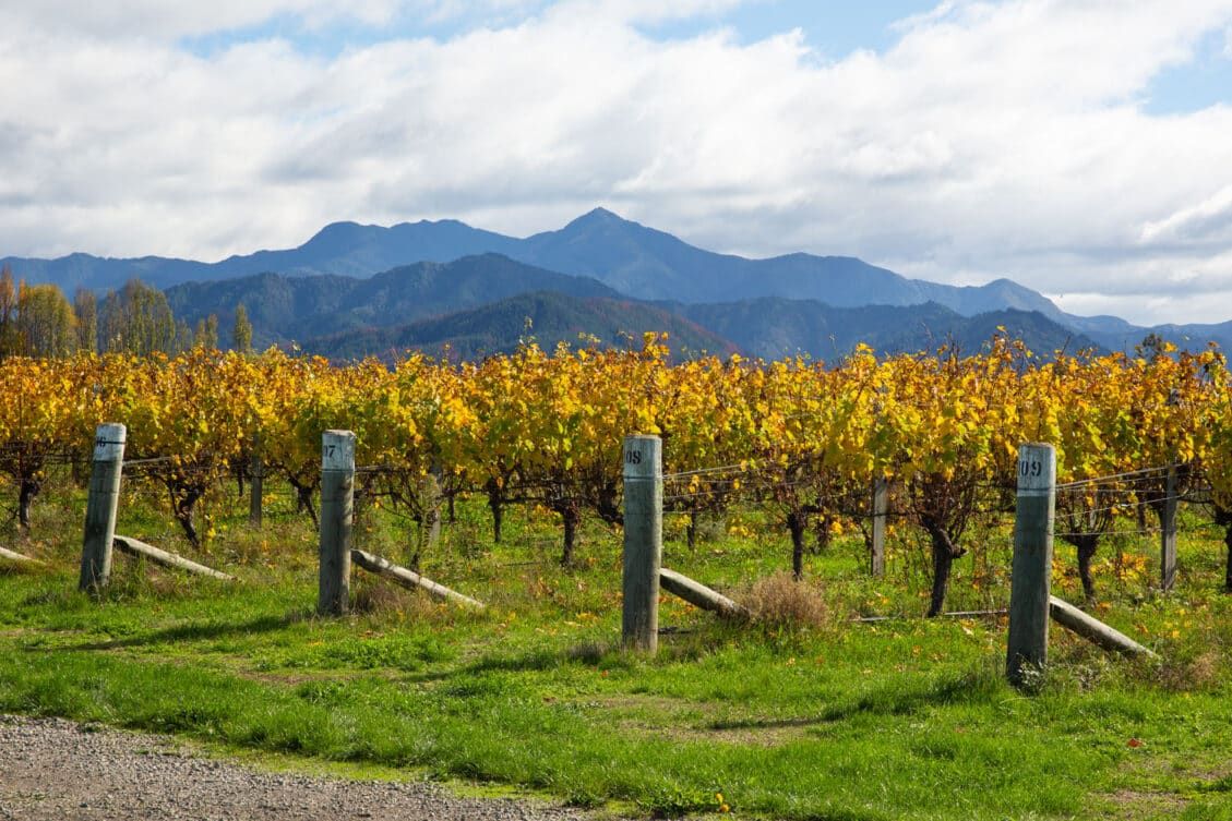 Wine Tasting In Marlborough, New Zealand: Best Vineyards & Tours ...