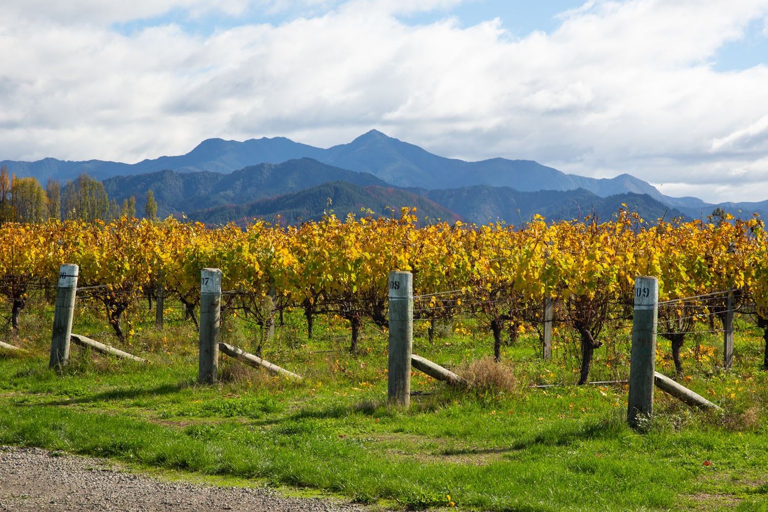 Marlborough Wine Region in April