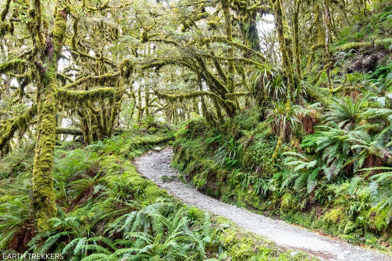 New Zealand Hiking Trail