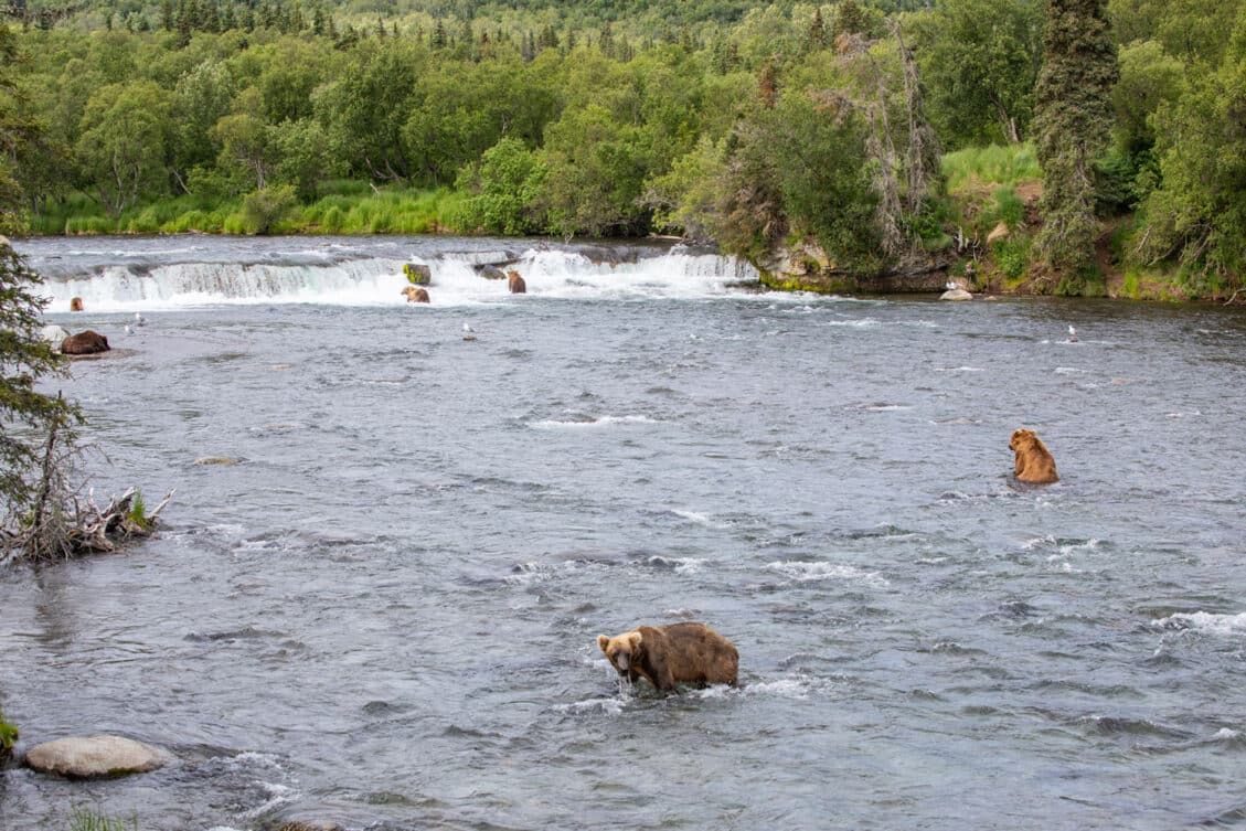 Complete Guide to Brooks Falls Trail & Viewing Platforms | Katmai ...