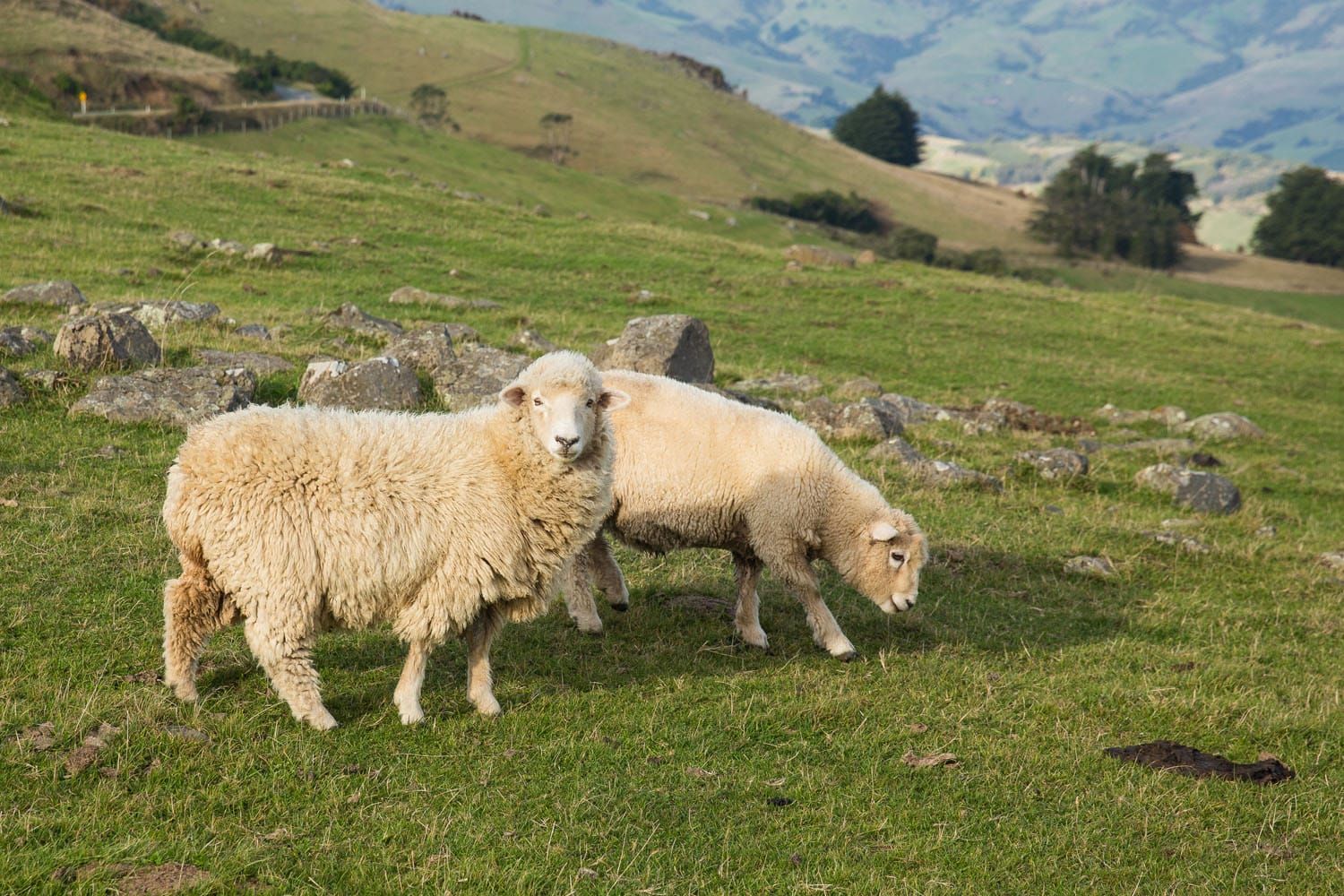 Sheep New Zealand Banks Peninsula