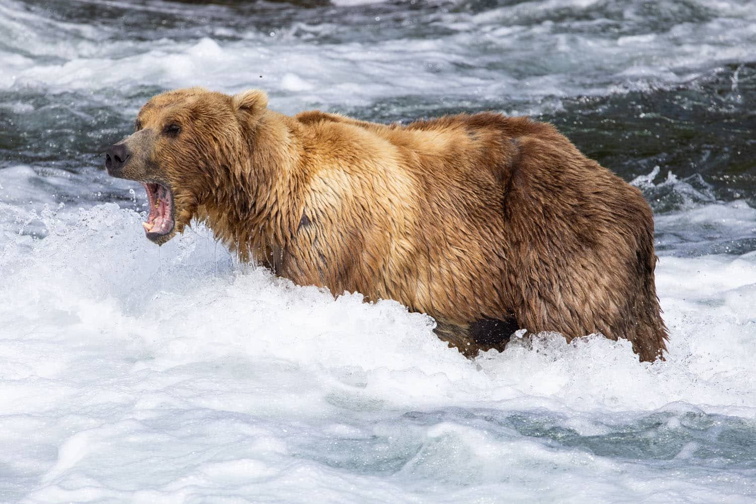 Yawning Bear