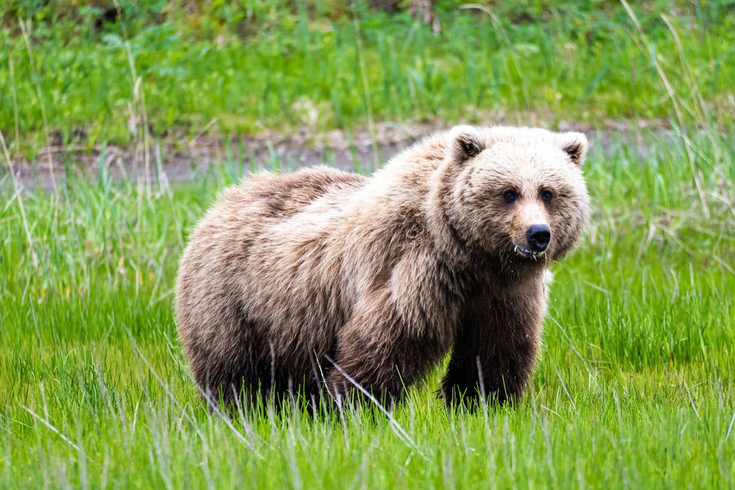 Brown Bears - Lake Clark National Park & Preserve (U.S. National