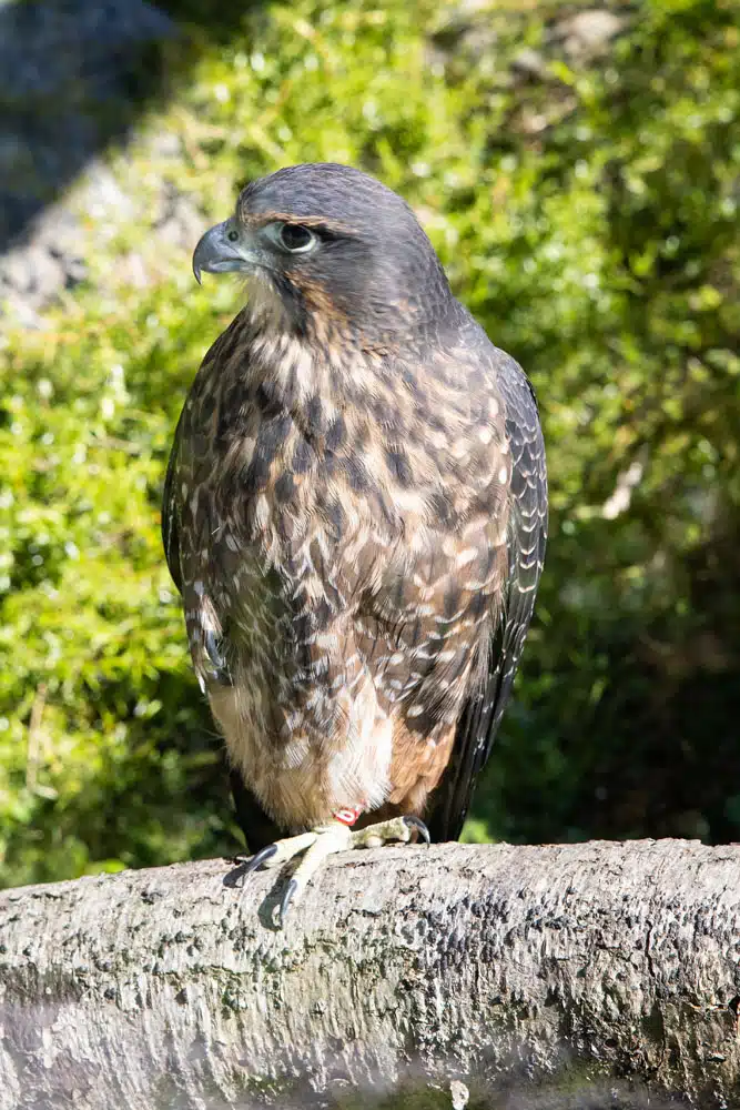 New Zealand Falcon | Best Things to Do in Queenstown