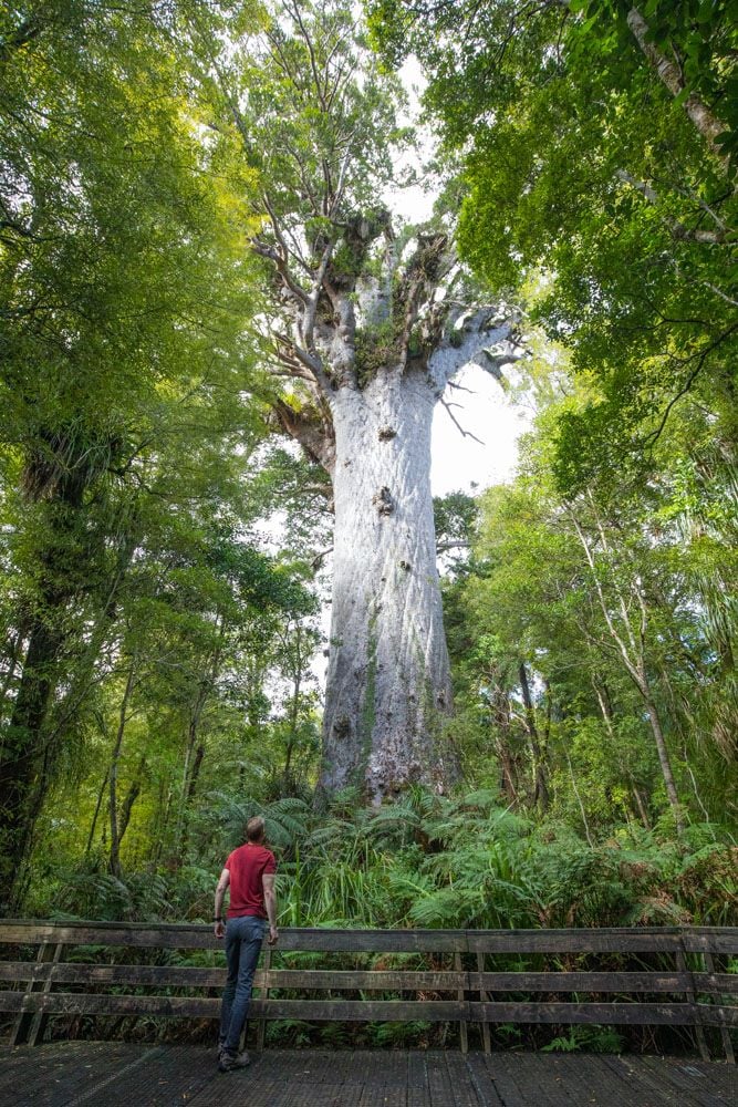 Tane Mahuta | Best things to do on the North Island